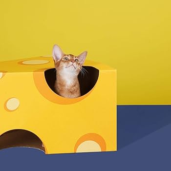 ねこたんページ Amazon.co.jp: ネコたん！～猫町怪異奇譚～【電子単行本】(1